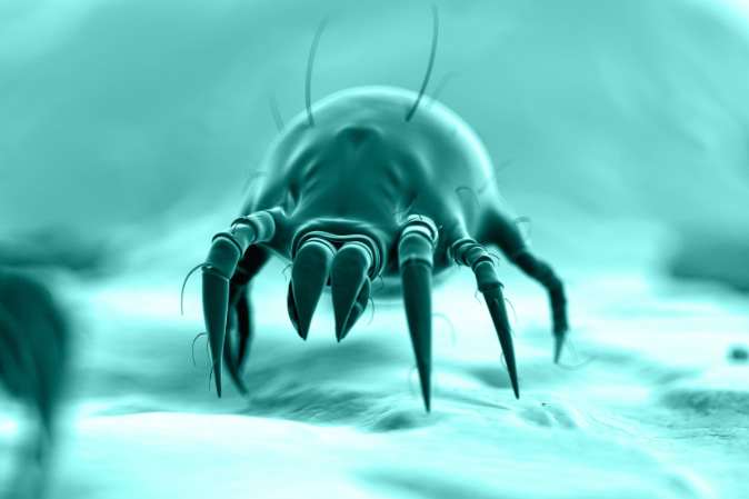 dust mite on a bed