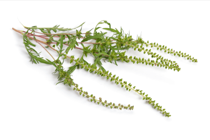 ragweed against a white background